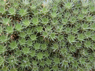 green background of succulent plants