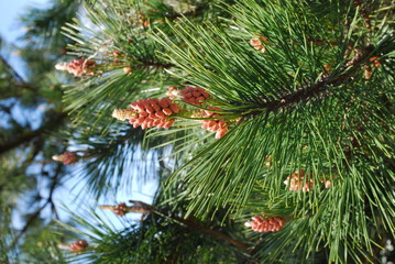 若い松ぼっくり