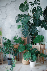 tropical plants in pots and stands. Orangery with gray hexagon walls. Green plants indoors interior