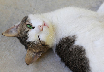 The cat is sleeping on the back