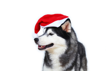 Siberian Husky wear Santa Claus hat with white background. Dog smiling with Santa costume.