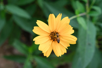 Bee in a yellow flower