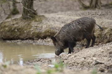 Sanglier qui boit 