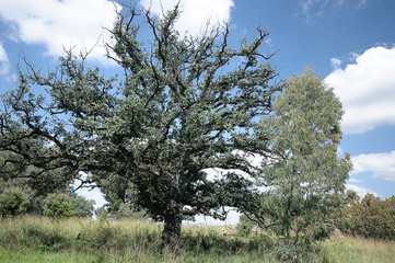 A tree in a field in South Africa