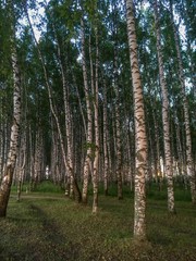 Old forest on the background of blue sky