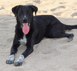 The black dog lies on the sand