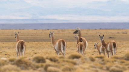 Troupeau de Guanacos, Patagonie