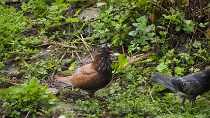 bird on grass