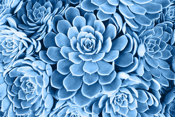 Blue toned succulent. Main color trend for 2020 year.
