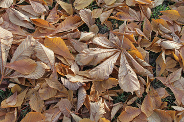 Herbstlaub Kastanien