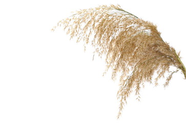 Dry common bulrush broom isolated on white background © dule964