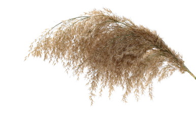 Dry common bulrush broom isolated on white background - obrazy, fototapety, plakaty