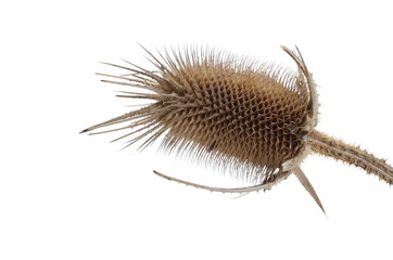 Dry burdock, thistle flower isolated on white background