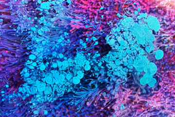 Epoxy Resin Petri Dish Art macro photo