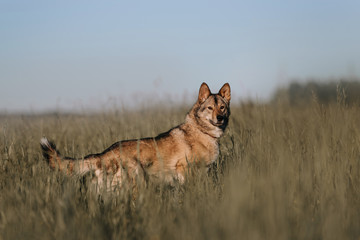 grey mixed breed dog posing on a field in tall grass