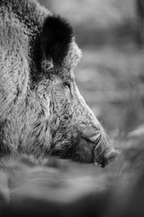 d&eacute;fenses de sanglier