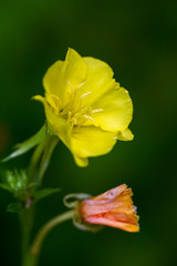 Fototapeta premium Oenothera macrocarpa, Missouri evening primrose flowering plant. Yellow flower on a dark blurred background.