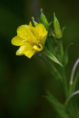 Obraz premium Oenothera macrocarpa, Missouri evening primrose flowering plant. Yellow flower on a dark blurred background.
