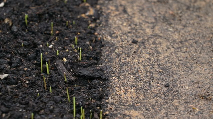 Contrast difference concept, half ground with growing plants green grass and dead desert ground with no life