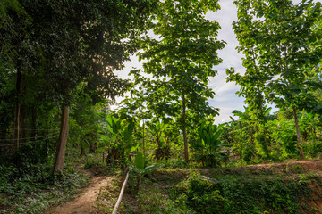 Forest and mountain in Sukhothai District, Thailand Jul 2019