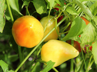 Sweet peppers organic product  in the garden bathed in sunshine