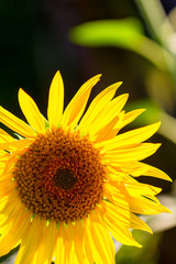Sunflower in close-up view on a blurred dark background.
