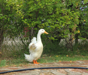 White duck spreading wings.
