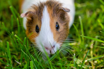 Guinea pig on green grass.