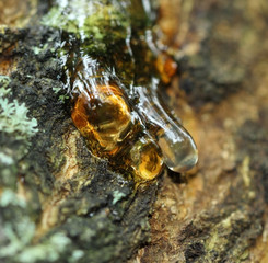 The close up of cherry resin with lich