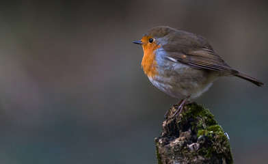 cute little round robin bird perched on a broken tree branch during winter 