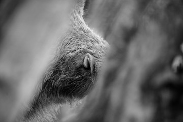 d&eacute;fense de sanglier