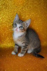 cat portrait with green eyes yellow background