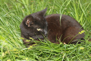 Black cat lies in the grass, background