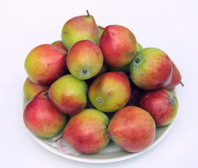 Pile fruits of the service tree (Sorbus domestica)