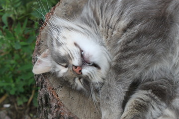 Beautiful gray cat sleeps on a stump, background, wallpaper.