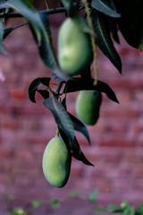 mango hanging on tree