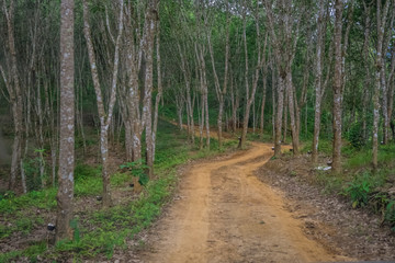 Fototapeta na wymiar Gravel road in rubber plantation at south of Thailand.