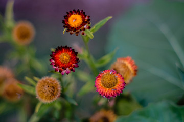 close up of flowers in garden