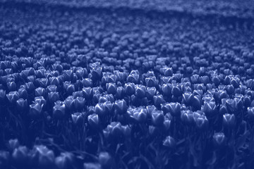 Obraz premium Beautiful view of a large beautiful field of tulips in classic blue color. The color of the year 2020.