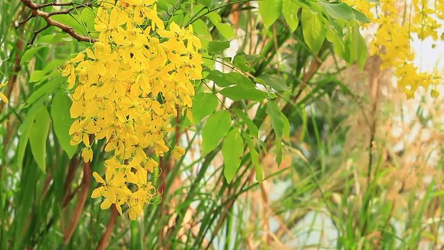 Close up of yellow color Indian laburnum flower or Golden shower flower blooming on its tree in summer season