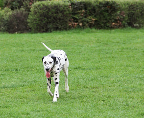 Dalmatian dog breathing with mouth his tongue is out