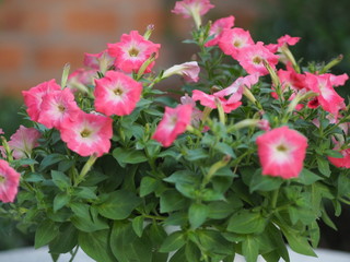pink passion wave Petunia Hybrida, Solanaceae, name flower bouquet beautiful on blurred of nature background Flowers are single flowers shape is a cone, long neck flower, petals and secondary petals