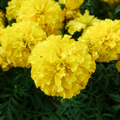Beautiful marigold flowers in the garden