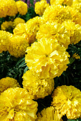 Beautiful marigold flowers in the garden