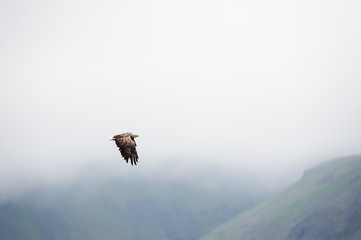 White-tailed Eagle (Haliaeetus albicilla)