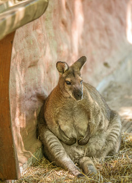 The kangaroo sits on its hind legs in the hay near a stone wall. Marsupial feeding animal. The symbol of Astralia.