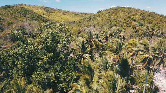 some wind in the palm trees on a island