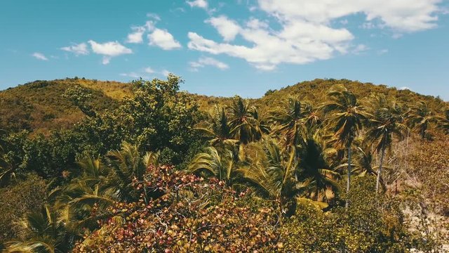 a beautiful stationary shot of a palm trees with some wind blowing their leaves