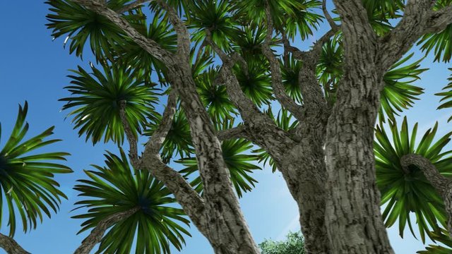 Cabbage palm tree (Sabal Palmetto) canopy