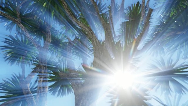 Cabbage palm tree (Sabal Palmetto) canopy